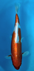 Japonsk koi Kikusui DS1_29