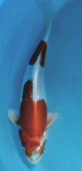 Japonsk koi Kikusui DS1_62