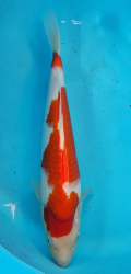 Japonsk koi Kohaku DS1_106