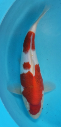 Japonsk koi Kohaku DS1_114