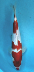 Japonsk koi Kohaku DS1_138