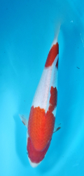 Japonsk koi Kohaku DS1_16
