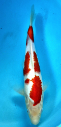 Japonsk koi Kohaku DS1_49