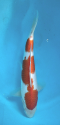 Japonsk koi Kohaku DS1_57