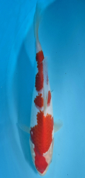 Japonsk koi Kohaku DS1_6