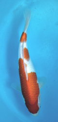 Japonsk koi Kohaku DS1_65