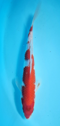 Japonsk koi Kohaku DS1_7