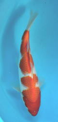 Japonsk koi Kohaku DS1_71