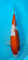 Japonsk koi Kohaku DS1_77