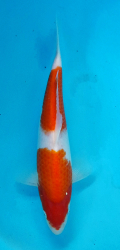 Japonsk koi Kohaku DS1_83