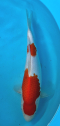 Japonsk koi Kohaku DS1_87