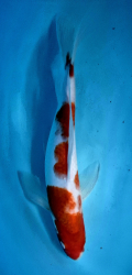 Japonsk koi Kohaku DS1_9