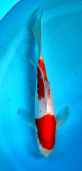 Japonsk koi Kohaku Longfin DS1_25