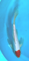 Japonsk koi Kohaku Longfin DS1_36