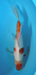 Japponsk koi Kohaku Longfin DS1_40