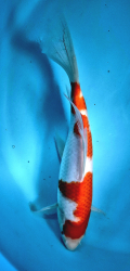 Japonsk koi Kohaku Longfin DS1_5