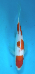 Japonsk koi Kohaku Longfin DS1_54