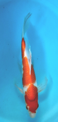 Japonsk koi Kohaku Longfin DS1_69