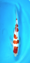 Japonsk koi Kohaku Longfin DS1_73