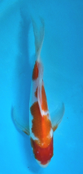 Japonsk koi Kohaku Longfin DS1_80