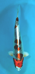 Japonsk koi Kujaku DS1_35