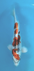 Japonsk koi Kujaku DS1_70