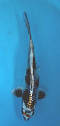Japonsk koi Kujaku DS1_95