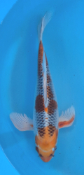 Japonsk koi Kujaku Longfin DS1_111