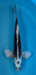 Japonsk koi Kujaku Longfin DS1_125