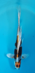 Japonsk koi Kujaku Longfin DS1_50