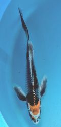 Japonsk koi Kujaku Longfin DS1_64