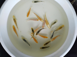 Euro Koi kapor mix lt