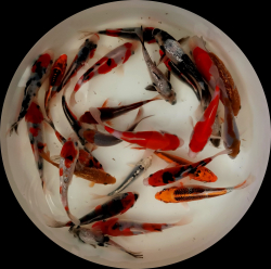 KOI kapor Japan Otsuka Mix