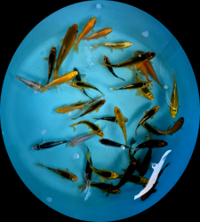 Farebn� mix euro koi kaprov 8 - 15 cm P11