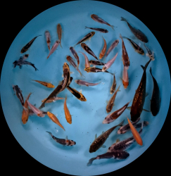 Euro koi kapre MIX 7-12 cm P12