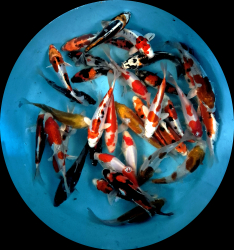 Japonsk� koi kapre MIX variet - Tosai 15-18 cm (v�ber z Japonska) P1