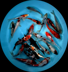 Japonsk� koi kapre MIX variet - Tosai 15-18 cm (v�ber z Japonska) P2