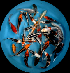 Japonsk� koi kapre MIX variet - Tosai 15-18 cm (v�ber z Japonska) P3