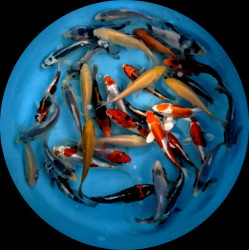 Japonsk� koi kapre MIX variet - Tosai 15-18 cm (v�ber z Japonska) P4