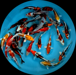 Japonsk� koi kapre MIX variet - Tosai 15-18 cm (v�ber z Japonska) P6