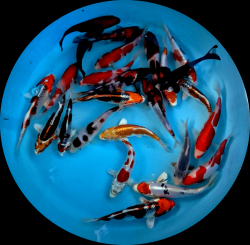 Japonsk� koi kapre MIX variet - Tosai 15-18 cm (v�ber z Japonska) P7