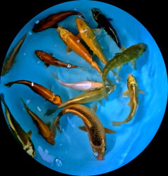 Euro koi kapre MIX variet 20 - 25 cm P8