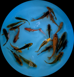 Euro koi kapre MIX variet 12 - 20 cm P9 - koi kapre do jazierka