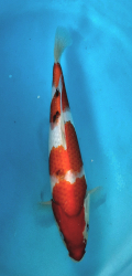 Japonsk koi Sanke DS1_60