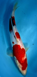 Japonsk koi Sanke DS1_8