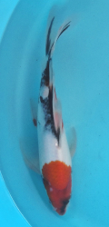 Japonsk koi Showa Longfin DS1_136