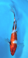 Japonsk koi Showa Longfin DS1_43