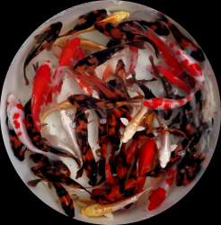 KOI kapor Japan Yamazaki Mix