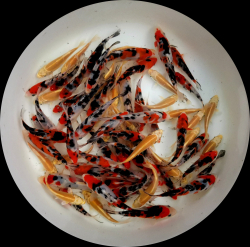KOI kapor Japan Yamazaki, Izumiya