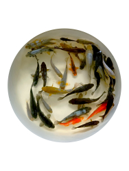 Euro Koi Mix Ginrin